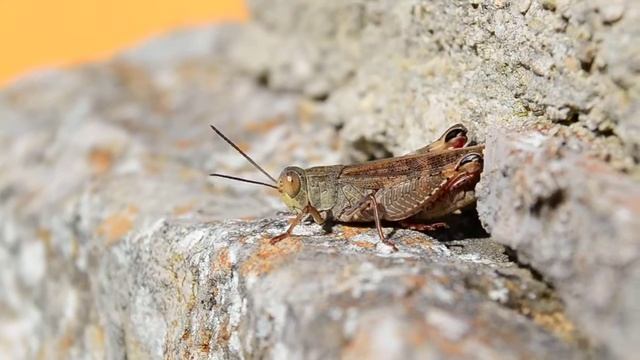 Talijanski skakavac (Calliptamus italicus) | Italian Locust