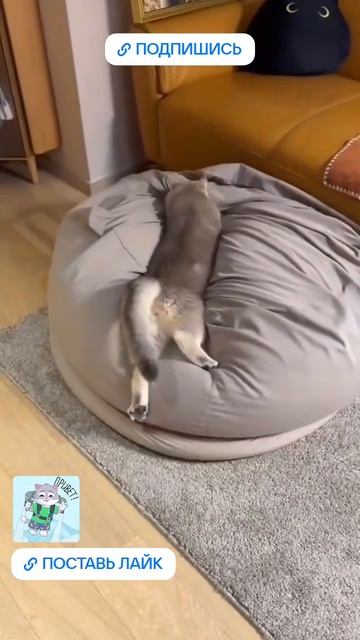 POV: - Эффектное появление #кот #коты #котики #котята #котик #котенок #шортсы