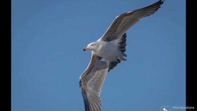 🌎 Planet Earth's Breathtaking Beauty in 1080p HD 📸 #planetearthamazingnaturescenery1080pd