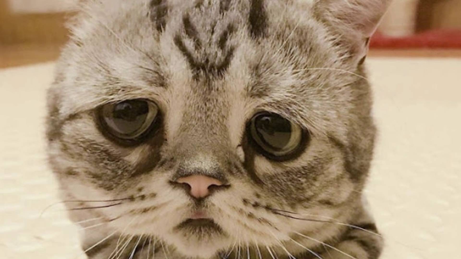 Покорми кота