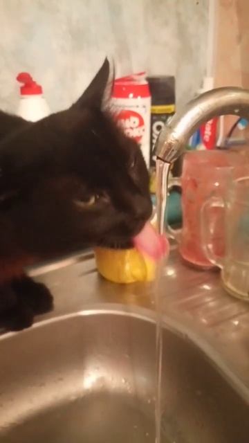 Кот пьет воду из под крана