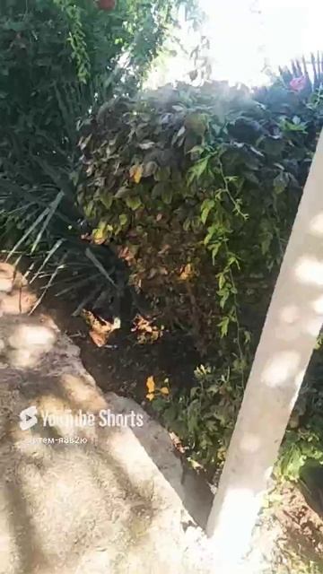 Природа дома