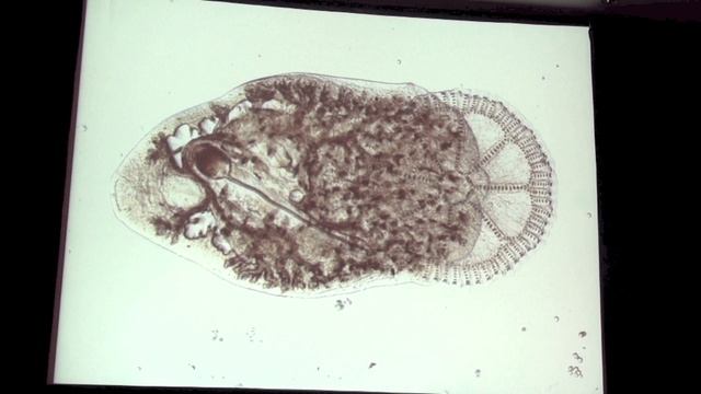 Emerging diseases of aquarium elasmobranchs Новые болезни аквариумных акулообразных   Alistair D. M.