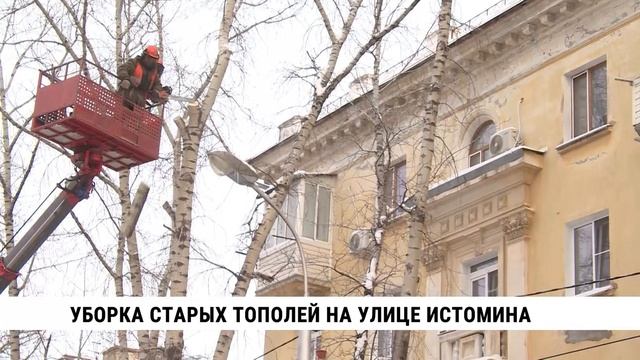 Уборка старых тополей на улице Истомина