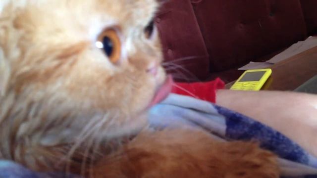 МАРСИК ПОСЛЕ КУПАНИЯ IMG 4879