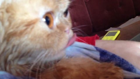 МАРСИК ПОСЛЕ КУПАНИЯ IMG 4879