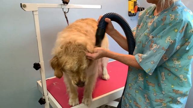How To Dry A Dogs Head After A Bath (Quick & Easy Way)