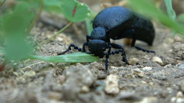 beetle eating grass - חיפושית אוכלת עשב