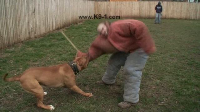 Attack Trained Bandogge Bites the Weapon Arm. Dog Training with K9-1.