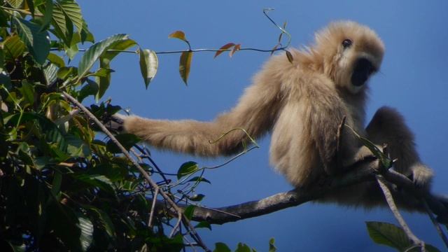 White-handed Gibbon (Hylobates lar)