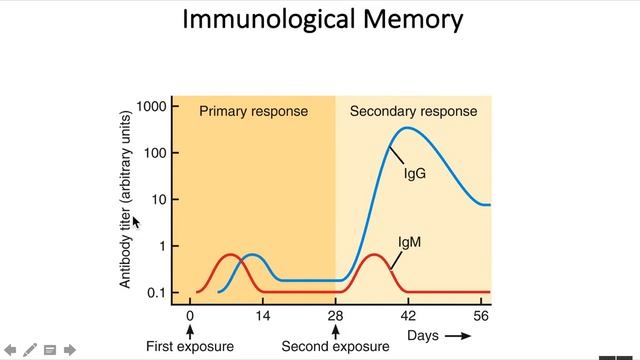 Lymphatics:Immune 6