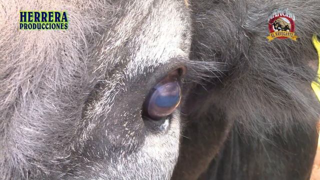 ¡¡ LA BRAVURA DE LOS VIKINGOS !! Rancho El Navegante En El Romeral, Mich.