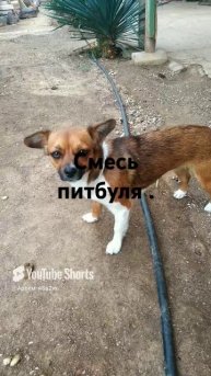 Моя собака Джесика смесь питбуля и Джек Рассела терьера