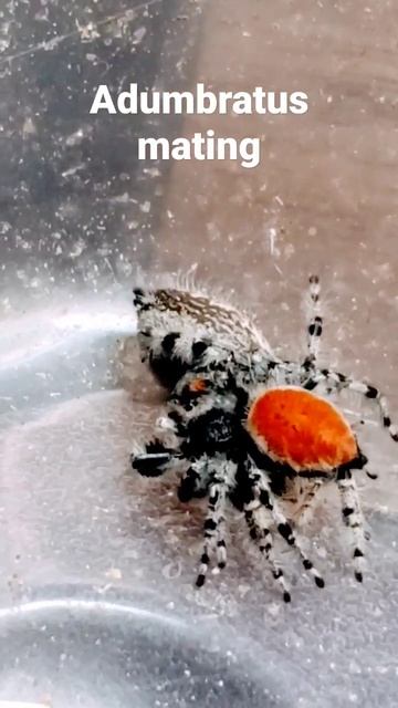 adumbratus jumping spiders mating #jumpingspider #phidippus jumpingspidersforsale.com