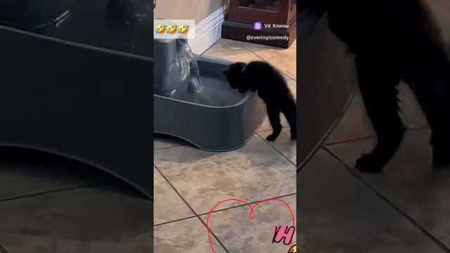самые смешные кошки/собаки)🤣🤣🤣🤣