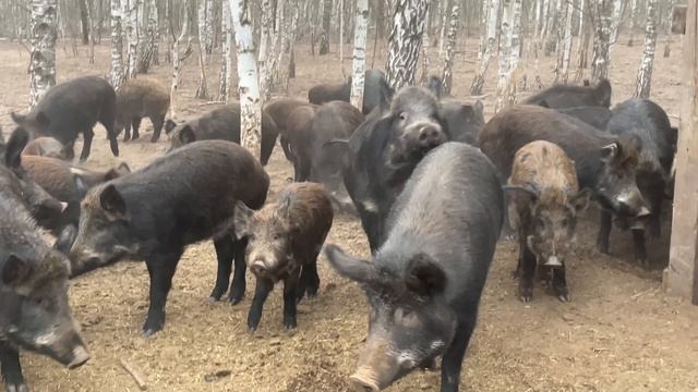 Охота на кабана