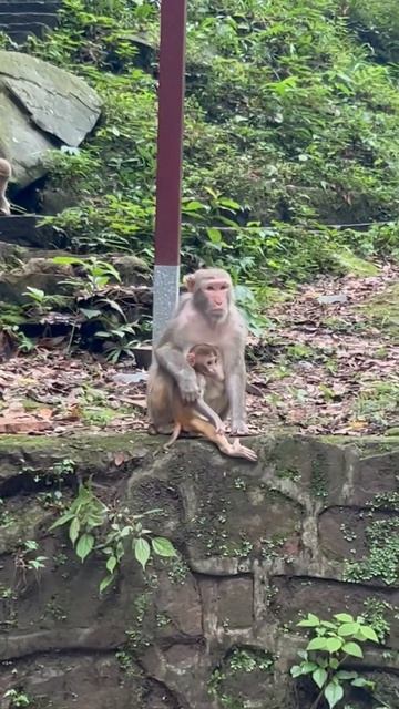 Mum and baby #macaques🙈🙉🙊#monkeys #behaviour #monkey #china #travel #justytravel #Chinese #nature