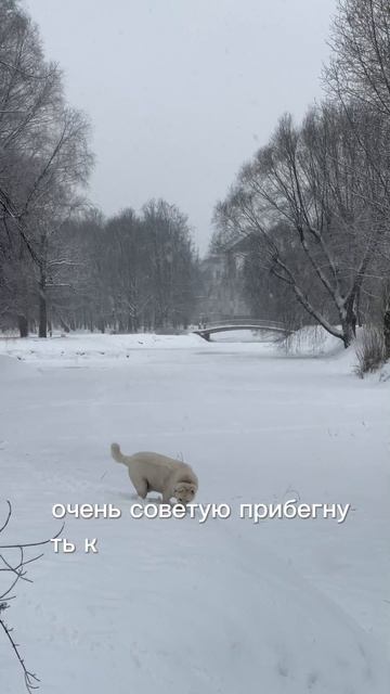 Собака - друг человека
