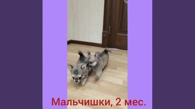 щенки дш чихуа продаются