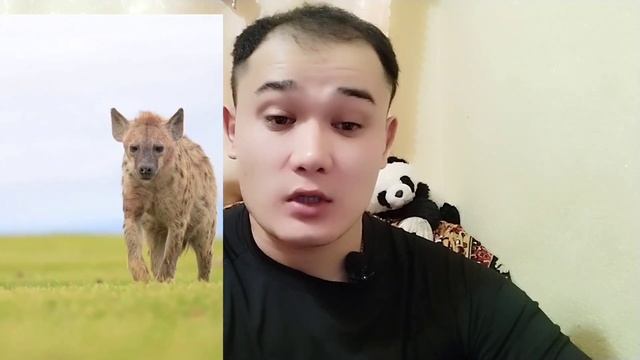 Hamster-falcon-Hyena-beluga whale-stingray #youtubeshorts #youtube #animals #new @Cryaptoman