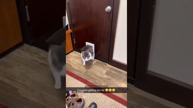 смешные кошки//толстые))🤣🤣🤣🤣🤣