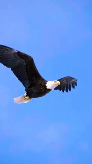 Сокол. Авторская песня. Сокол черный.Русская душа. Русский парень. Наш защитник.Русь. Народный стил