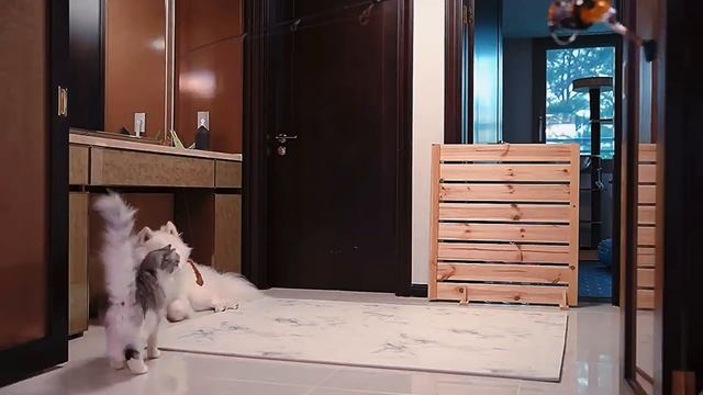 Как разбудить кота? Бужу его едой