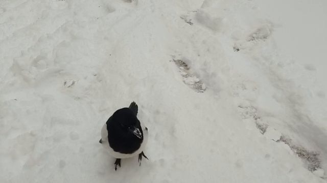 Воронежский Карлуша на прогулке. Кто то с собаками , кошками гуляет а мы с сорокой во дворе.