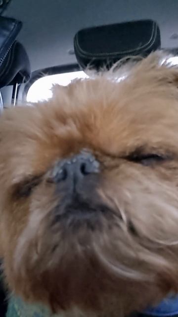 Сонный Грифон: Тот, кто хотел остаться дома в выходные 😅😴