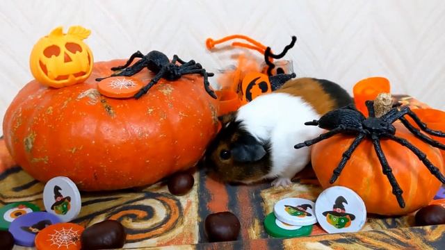 Наши морские свинки Луня и Мия отмечали Хэллоуин / Our guinea pigs selebrating Halloweeen)