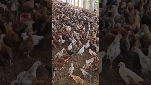 Golden misri pathi weight 350 400 garm for sale golden misri Chicken
