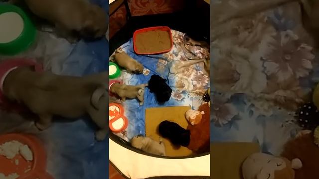 Щенки мопса(puppy pug)