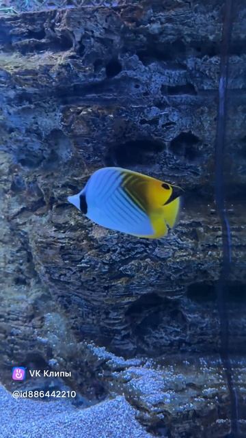 Oceanarium