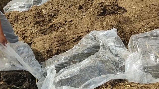 98-видео.Термизлик Жуманазар ва Зокиржон дўстимизнинг хонадонига,калифорния чувалчанглари етеазилди