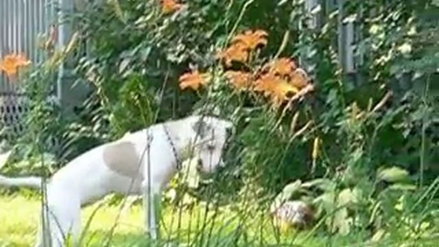 Pit Bull Roxy Nudges Flowers to Watch Them Sway