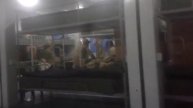 Личный время дан 46 секунд борбаш