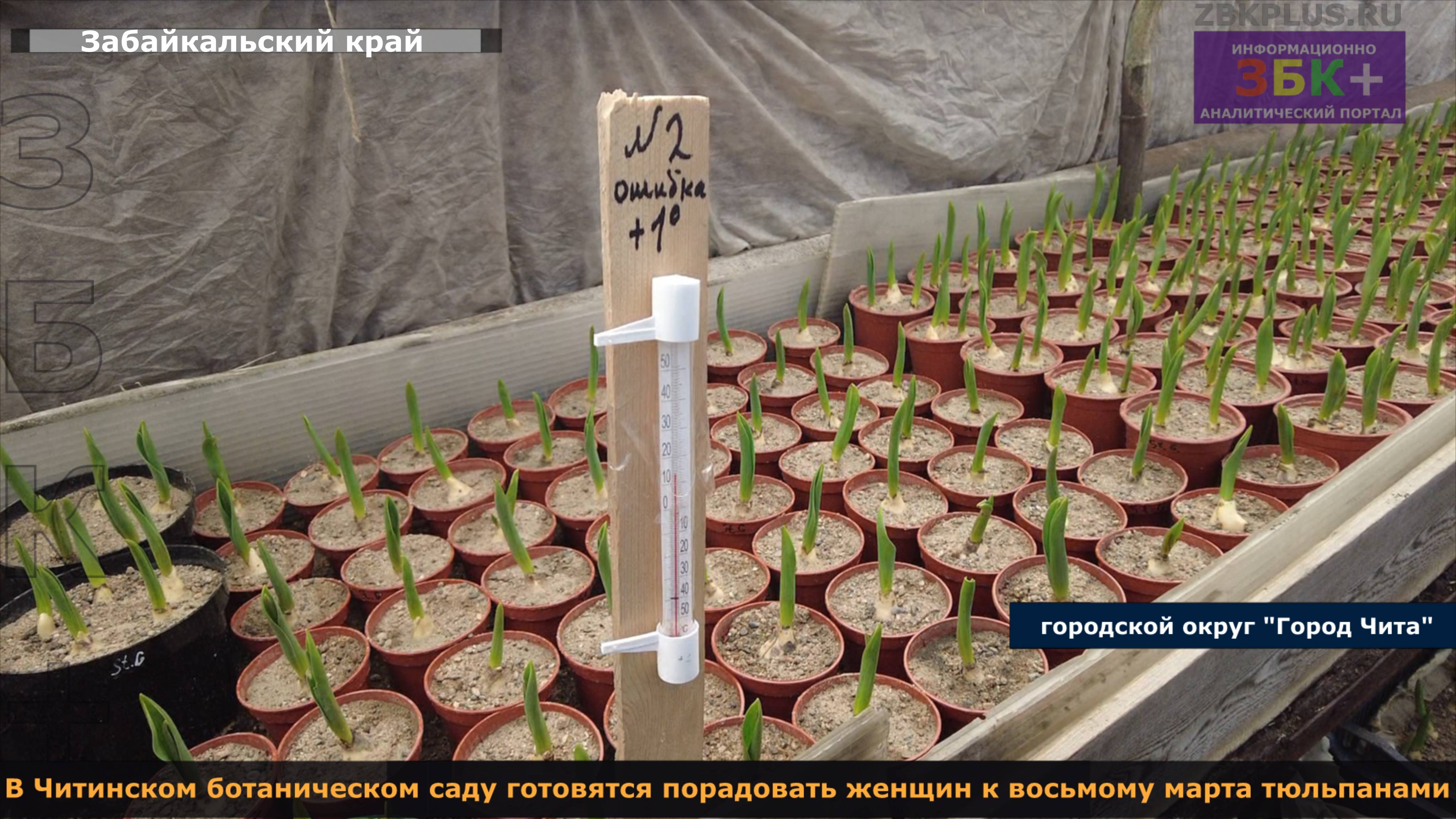 ЗБК + В Читинском ботаническом саду готовятся порадовать женщин к восьмому марта тюльпанами