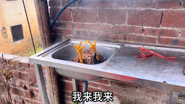 阿平拔土奄鸡毛太快了