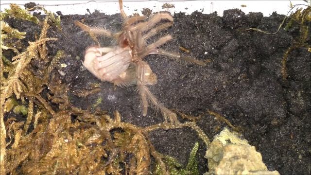 Häutung Vogelspinne | Lasiodora klugi | Zeitraffer 32x | molting tarantula time lapse