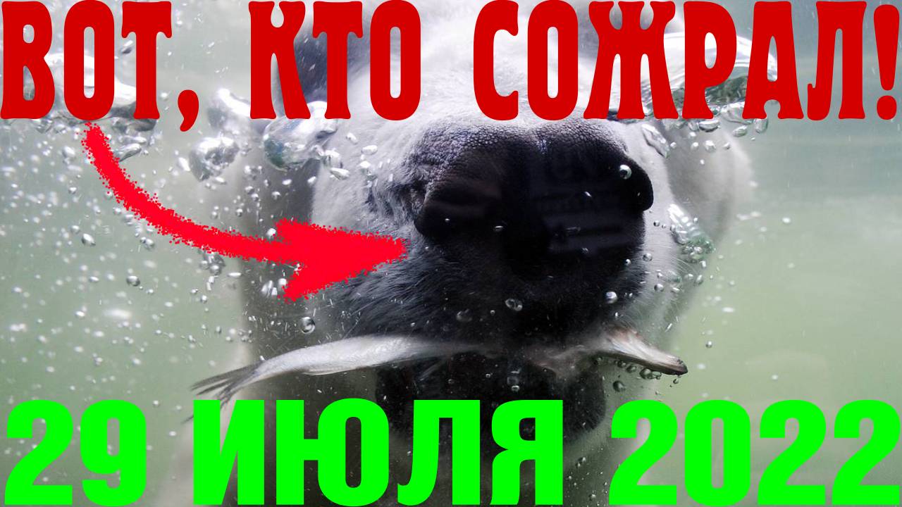 Плотва на «Главрыбе». 29 июля 2022