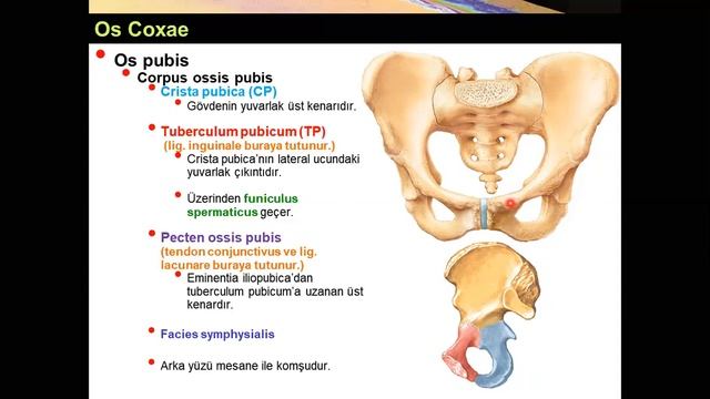 Os Coxae Yüksel AYDAR