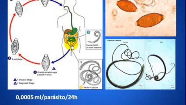 CyM parasitologia - PARASITOLOGIA HUMANA 6