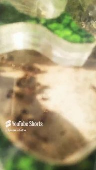 Муровьи Мессор Структор