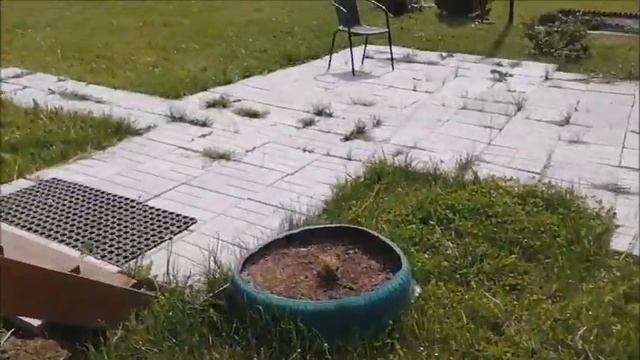 Влог/Дачные выходные/Купили газонокосилку/