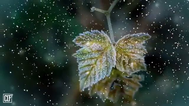 Придите ко Мне, послушайте и Я дам вам милость мою. Библия.