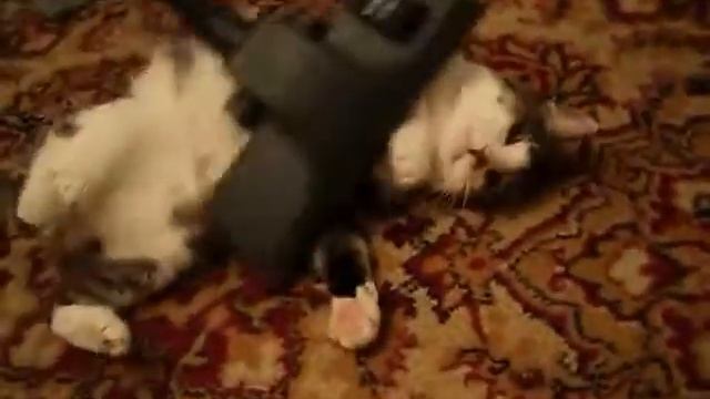 Жестокая схватка кота с пылесосом