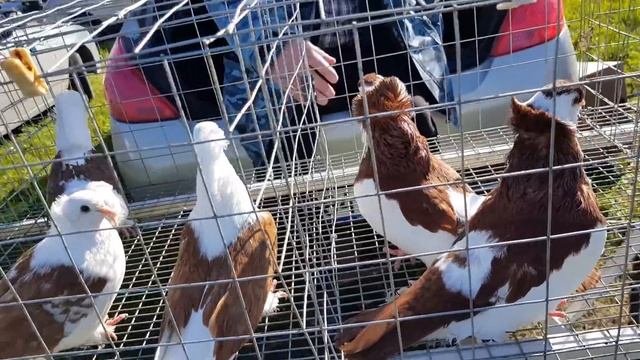21.04.19. Выставка голубей г.Курганинск ч2 .   Exhibition Of Pigeons Kurganinsk P2.