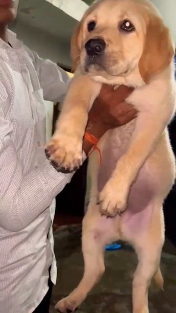 golden labradog puppy 9kg weight healthy puppy's like 🧸#subcribemychannel #comment