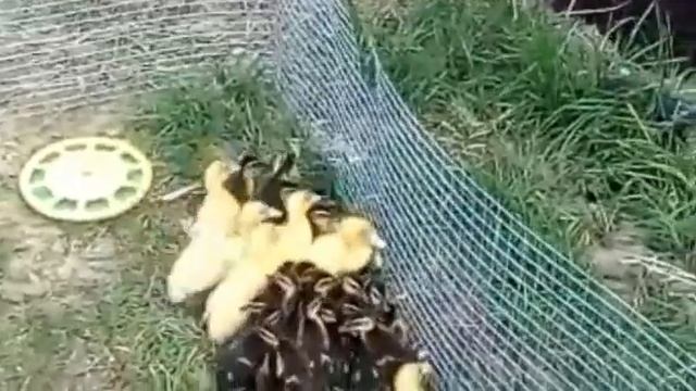 Вывел погулять утяток им 12 дней