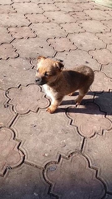 Взял щеночка себе домой